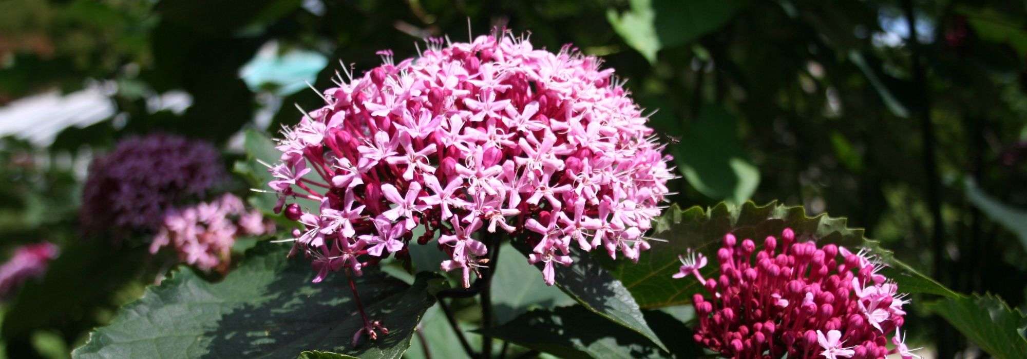 Clerodendro, Árvore do Clero: plantar, podar e cuidar