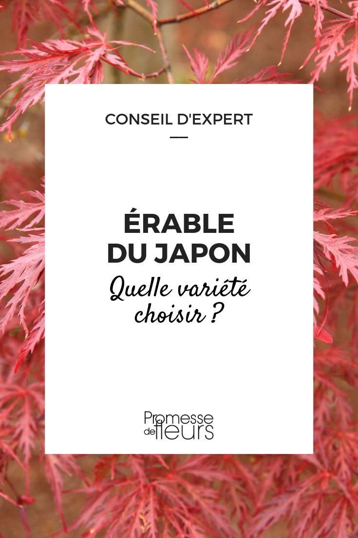 Bordo-do-Japão : guia para o escolher bem