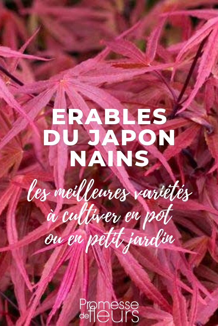 Bordo do Japão anão