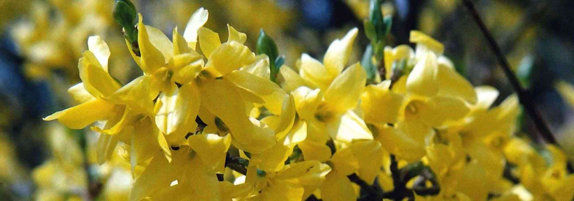 Forsítia: 7 ideias para associar no jardim