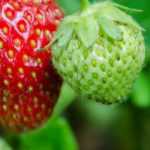 Morangueiro: plantar, cultivar, tratar
