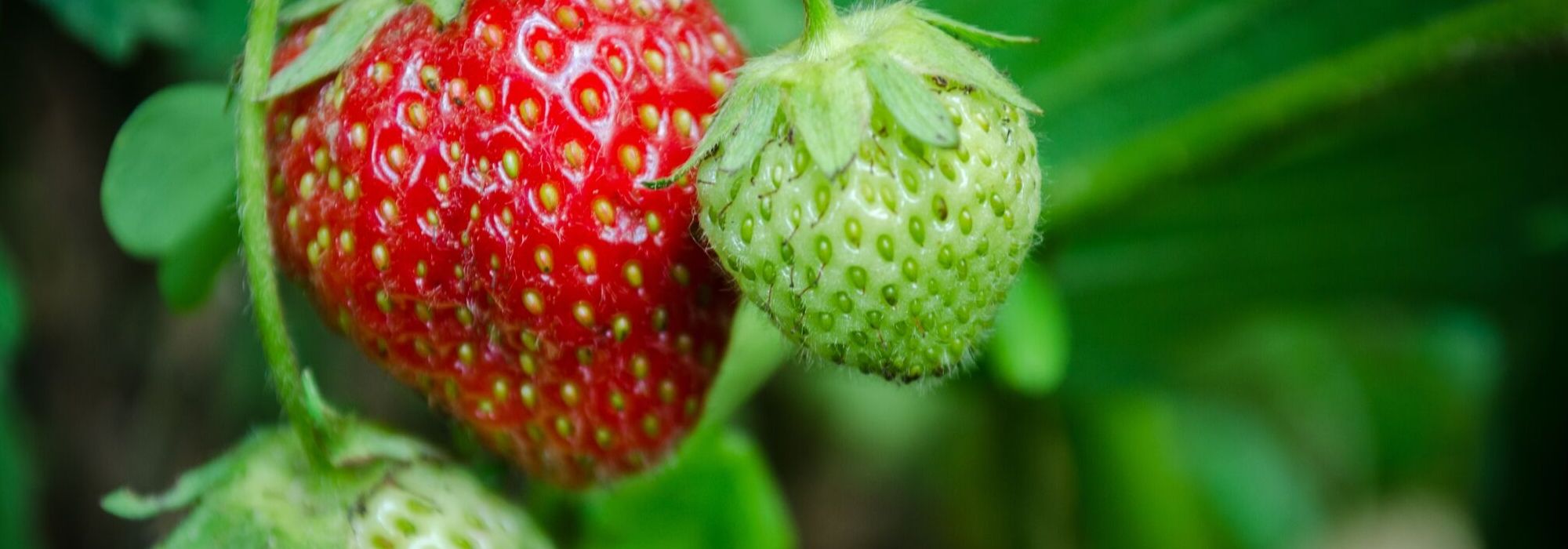 Morangueiro: plantar, cultivar, tratar