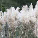 Erva-das-pampas, Cortaderia: plantação, manutenção
