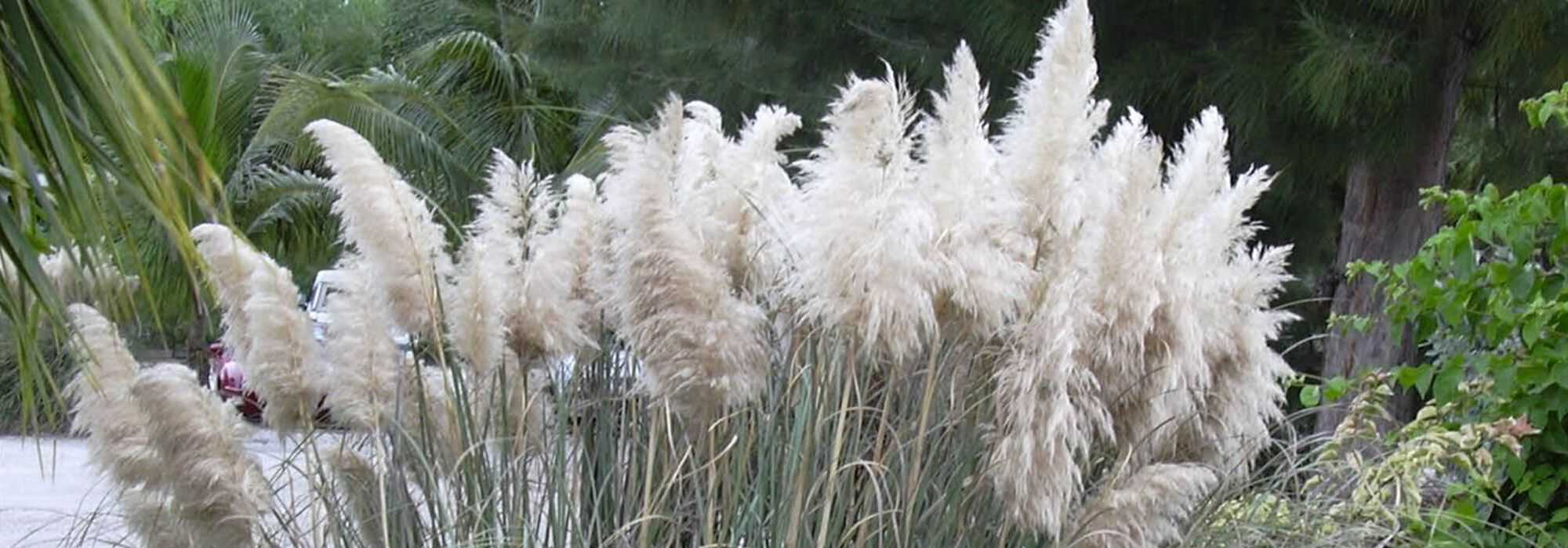 Erva-das-pampas, Cortaderia: plantação, manutenção