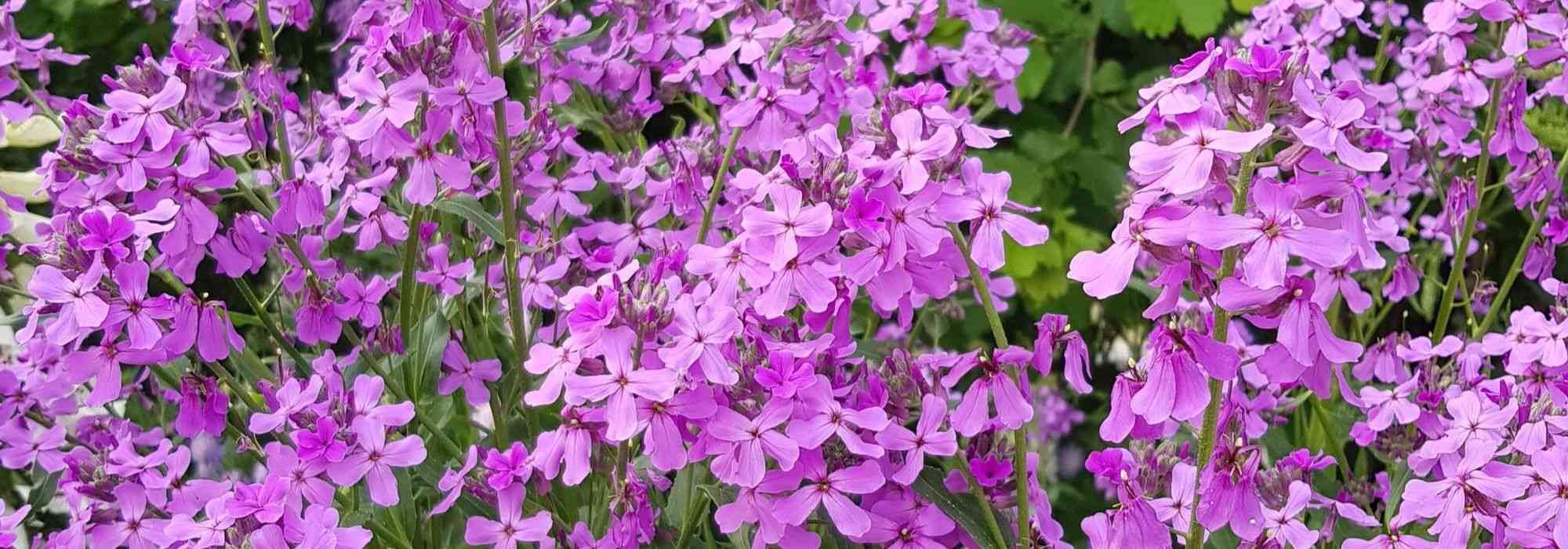 Juliana-dos-jardins, Hesperis: plantar, semear, cuidar