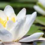 Nymphaea, nenúfar: plantar e cuidar