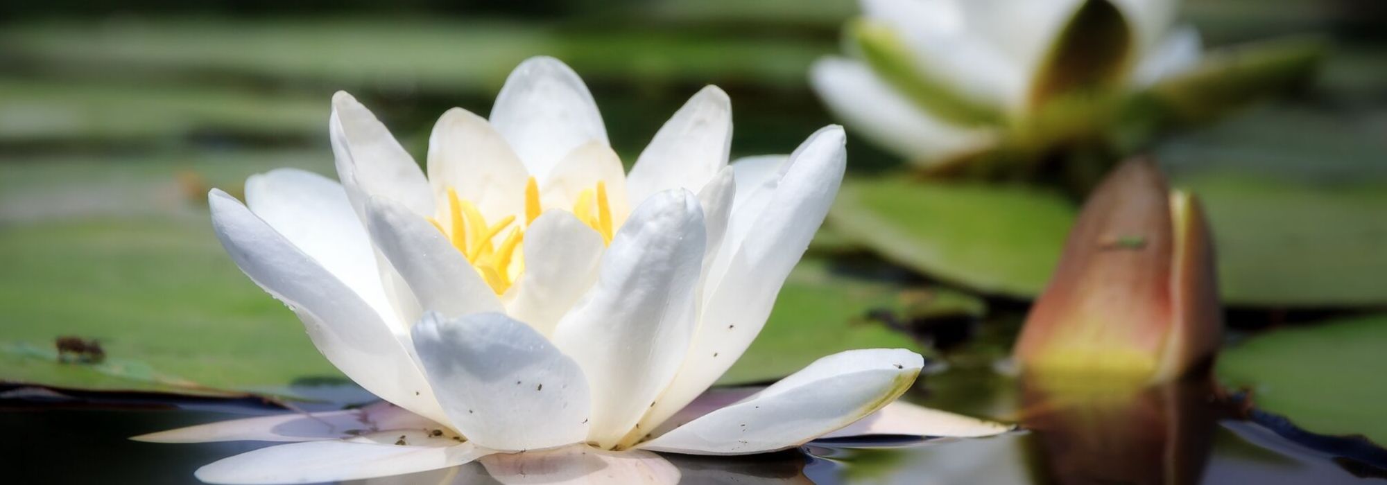 Nymphaea, nenúfar: plantar e cuidar