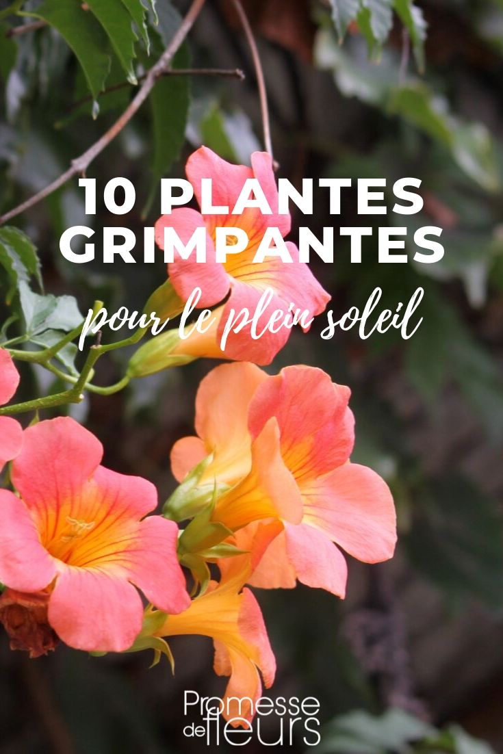 plantas trepadeiras para o sol