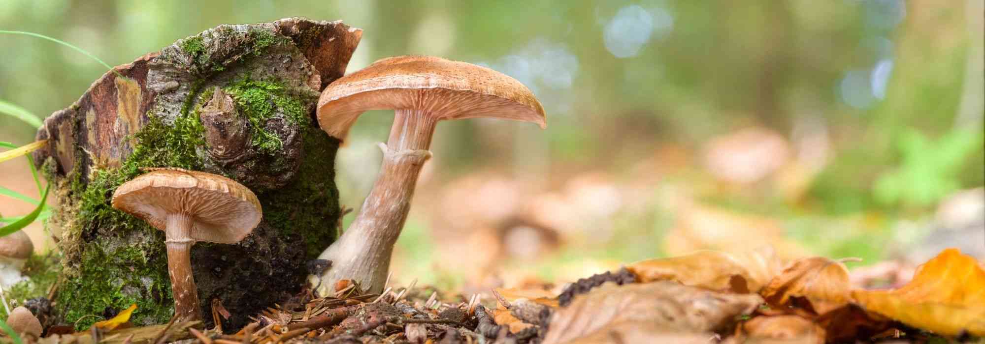 A Armilária ou Podridão Radicular: reconhecer e combater este fungo das árvores