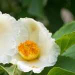 Stewartia pseudocamellia, falsa camélia: plantação, poda, manutenção