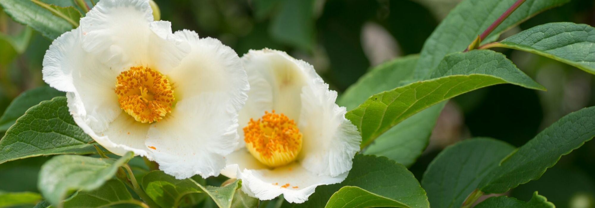 Stewartia pseudocamellia, falsa camélia: plantação, poda, manutenção