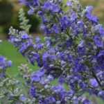 Vitex agnus-castus, agnocasto: plantar, cultivar, podar