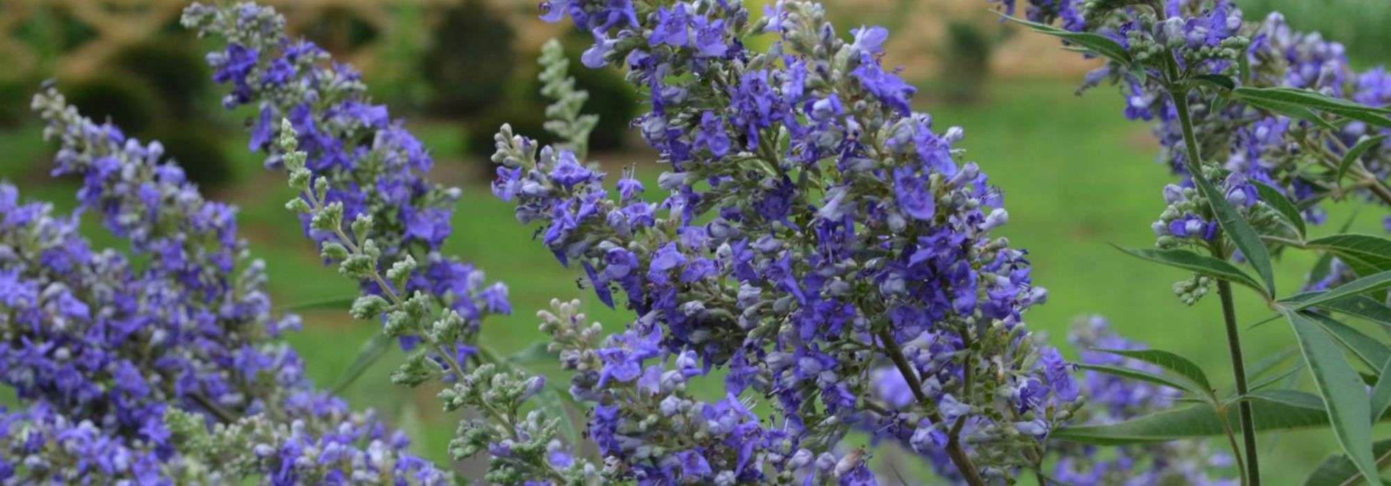 Vitex agnus-castus, agnocasto: plantar, cultivar, podar