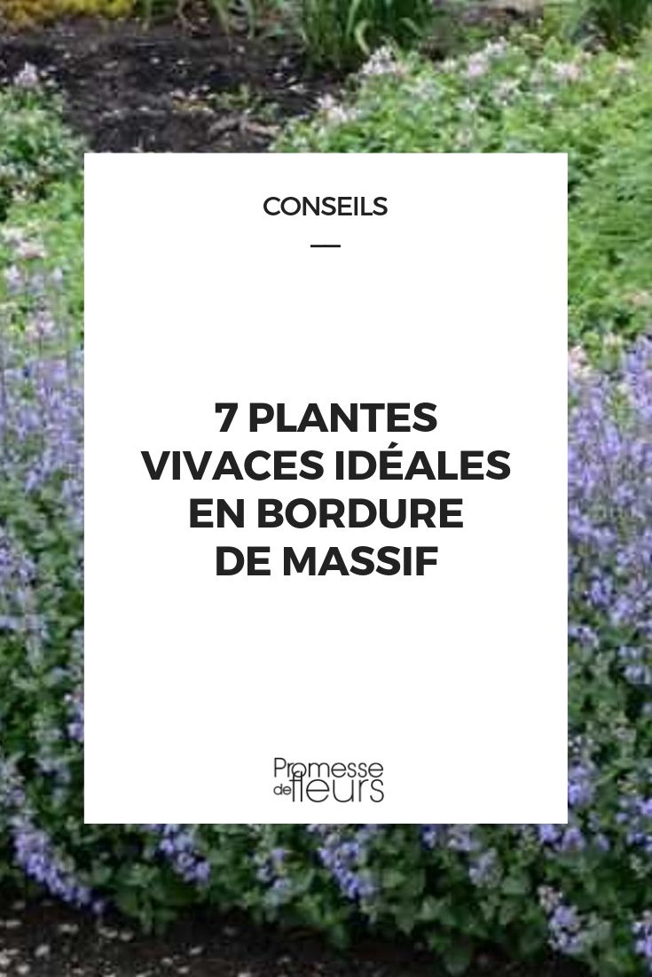 plantas perenes para bordadura