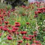10 plantas perenes de flores vermelhas que não podem faltar no seu jardim