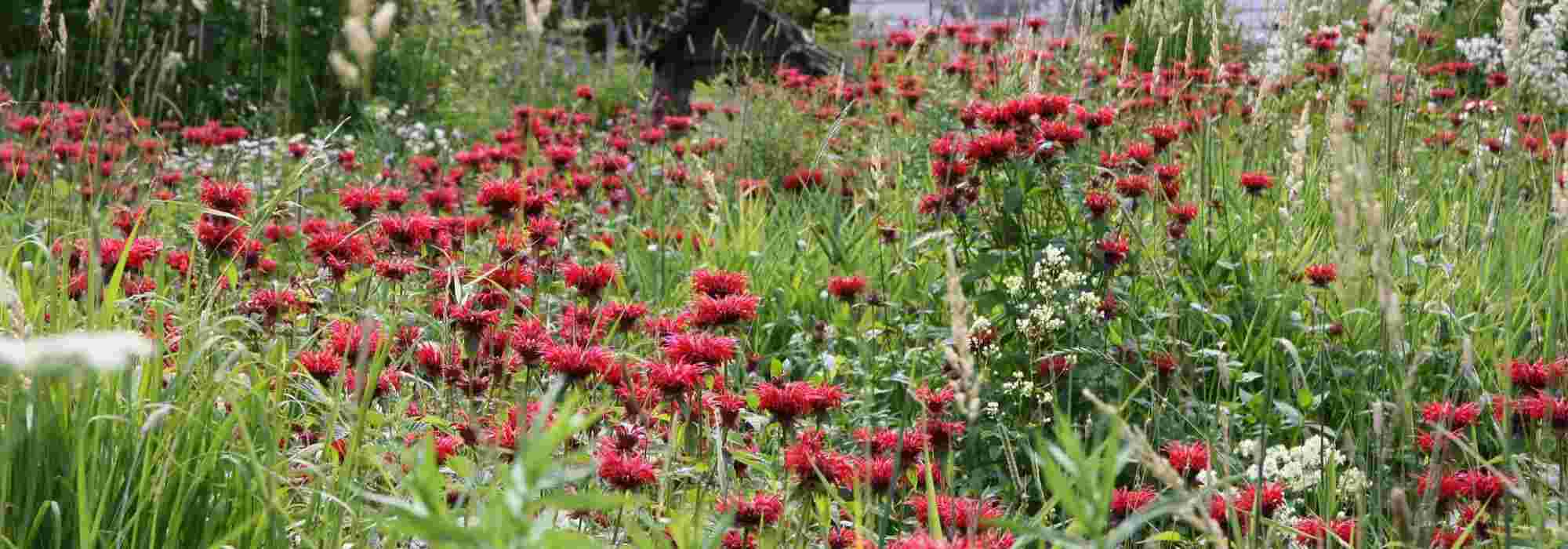 10 plantas perenes de flores vermelhas que não podem faltar no seu jardim