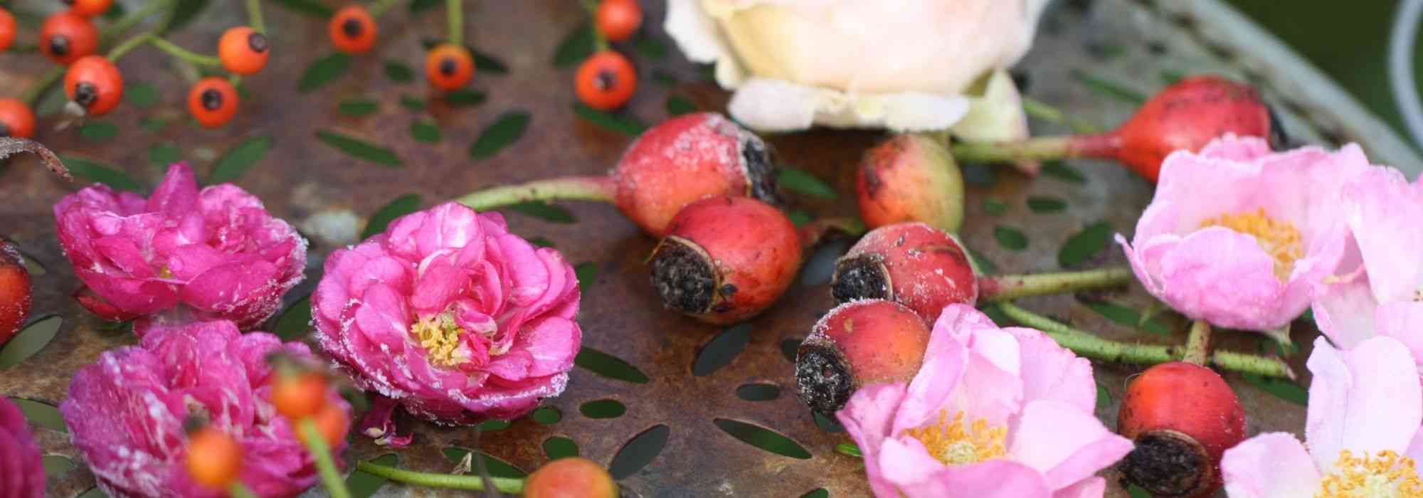 6 roseiras com frutos decorativos notáveis