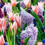 Bolbos de primavera: dicas e conselhos para plantar as suas coleções