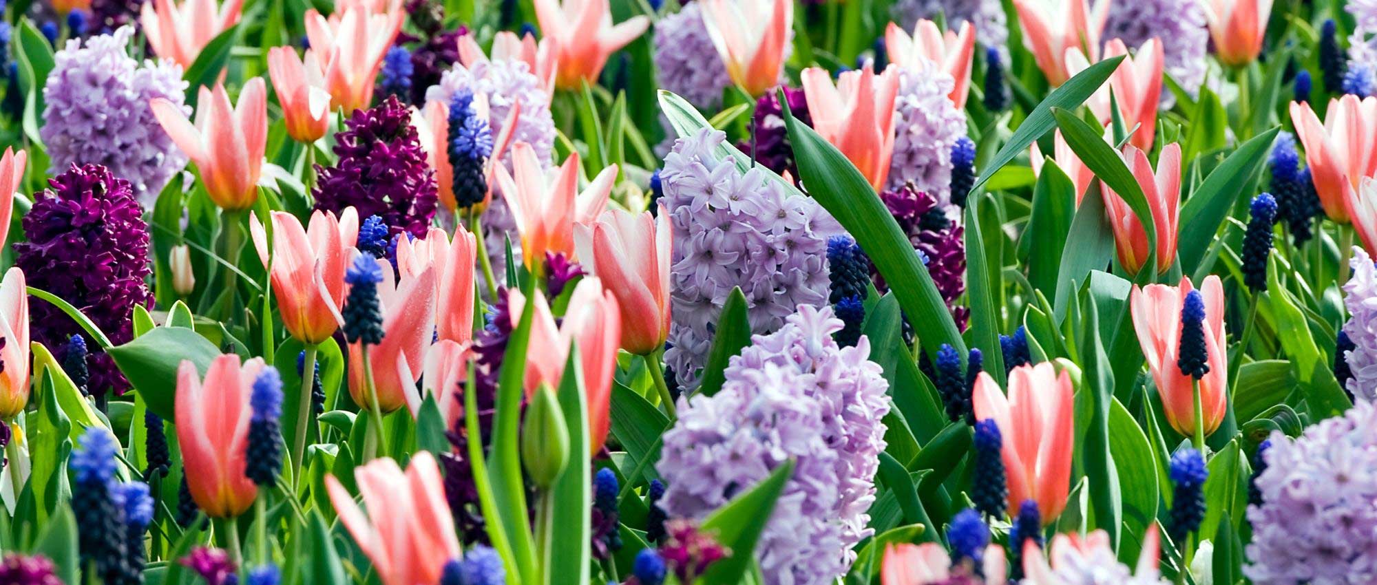 Bolbos de primavera: dicas e conselhos para plantar as suas coleções