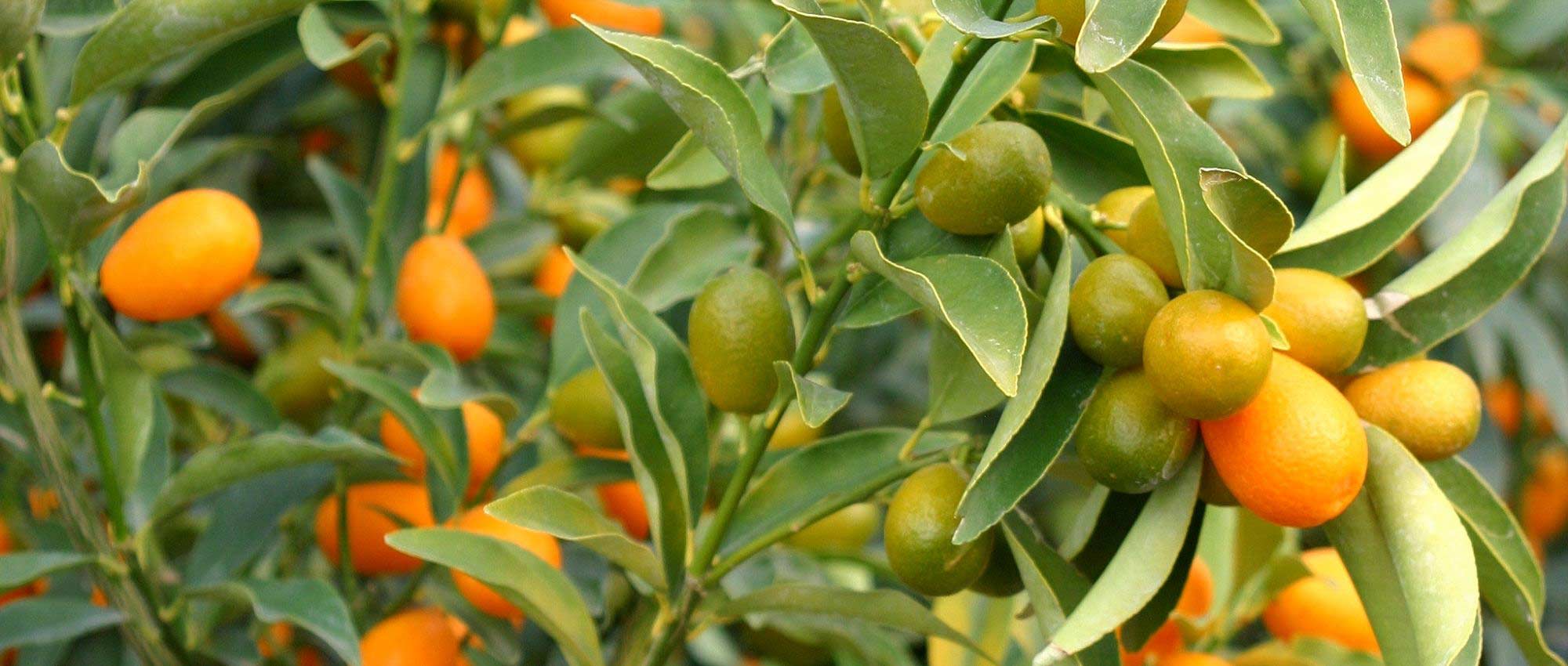 Kumquat: plantação, cultivo e colheita
