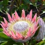 Proteas: plantar, cultivar e tratar