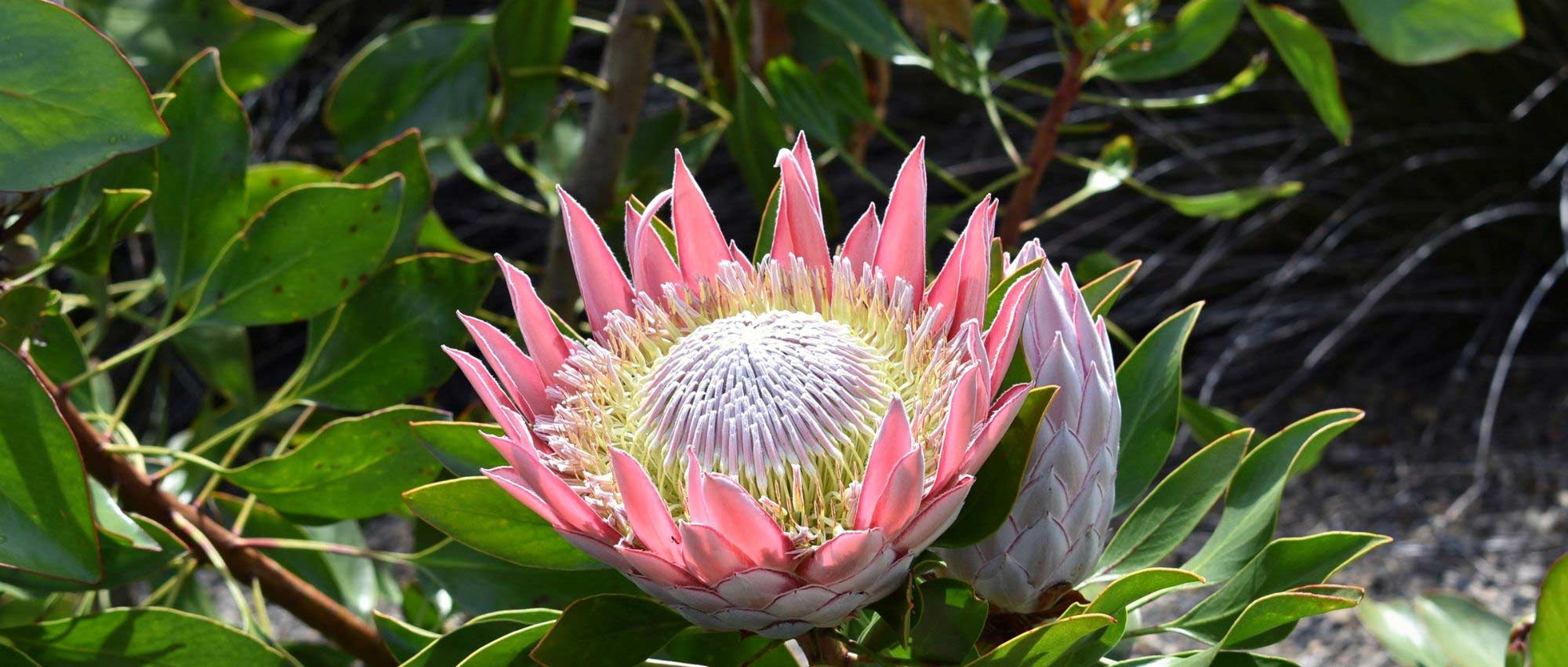 Proteas: plantar, cultivar e tratar