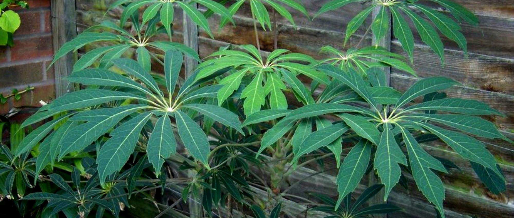 Schefflera de exterior: plantar, cultivar e cuidar