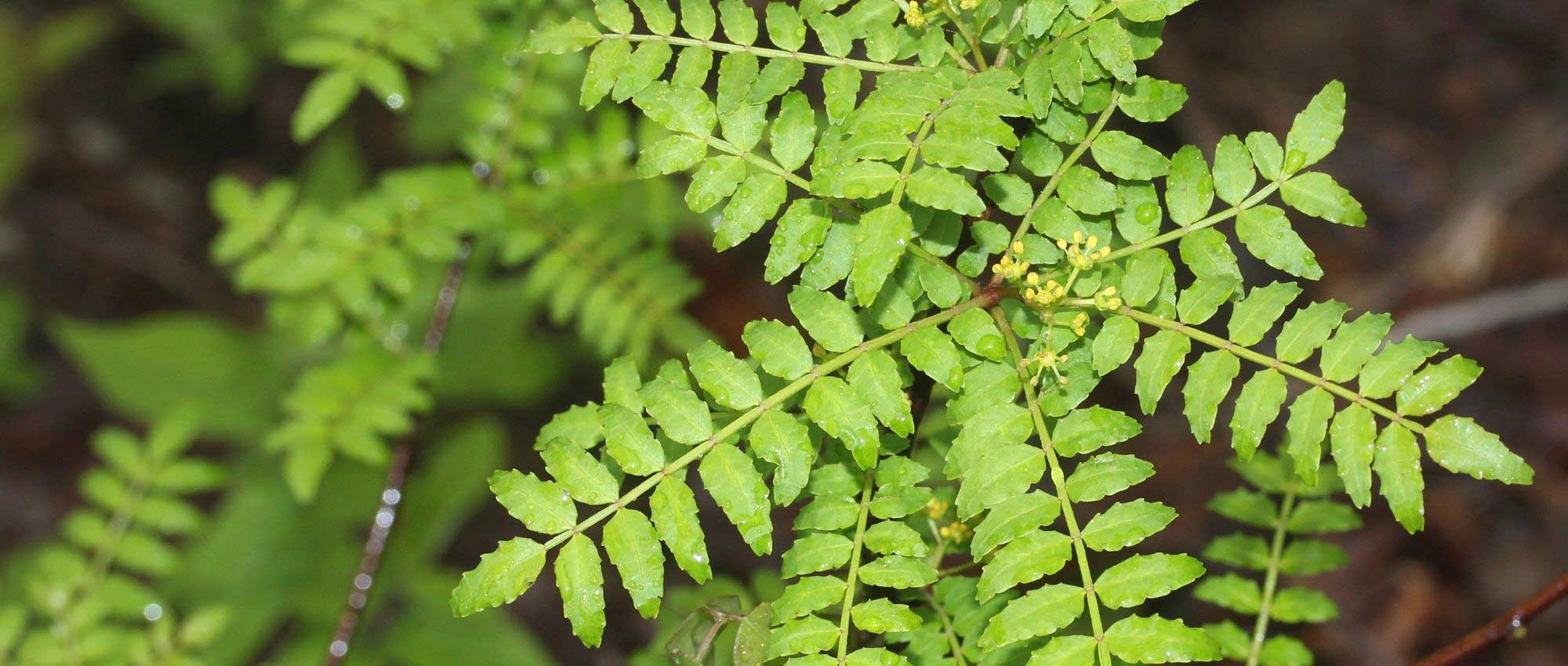 Pimenteira-de-sichuan, Zanthoxylum : plantar, cultivar e colher