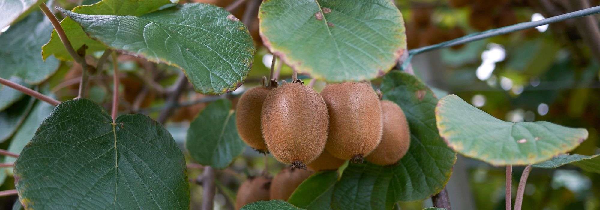 Actinidia, kiwi-amarelo: plantar, podar, colher