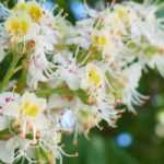 Castanheiro-da-índia, Aesculus hippocastanum : plantar, cultivar e cuidar