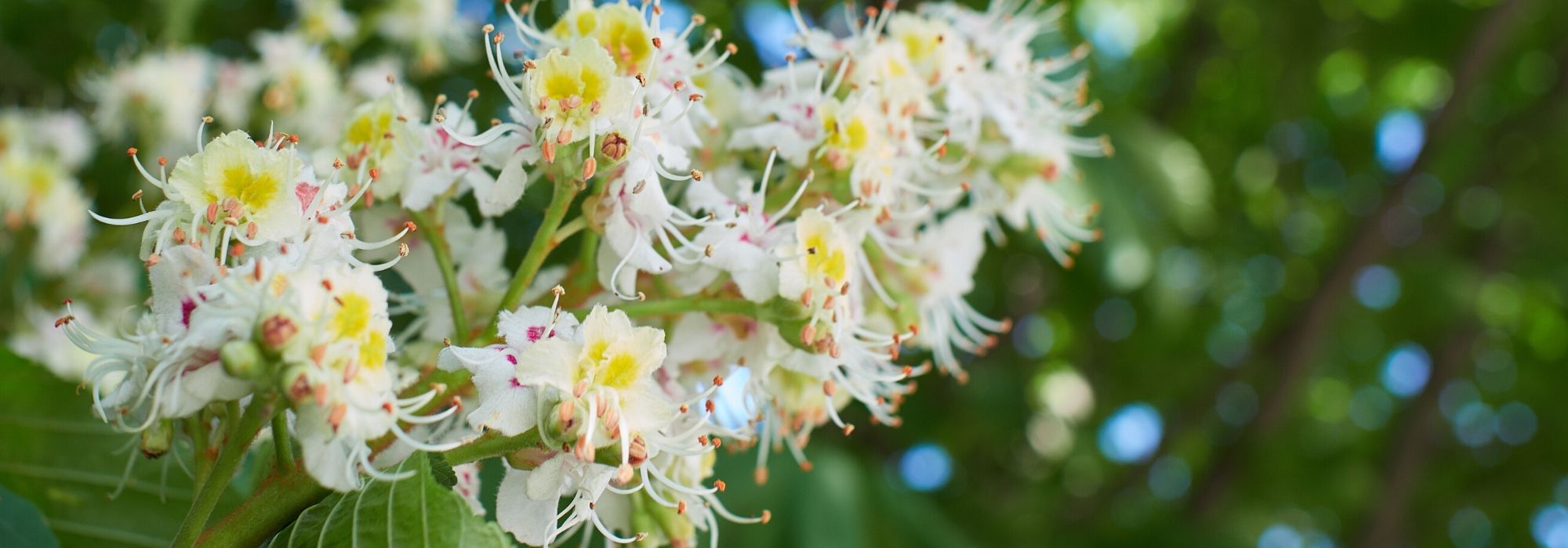 Castanheiro-da-índia, Aesculus hippocastanum : plantar, cultivar e cuidar