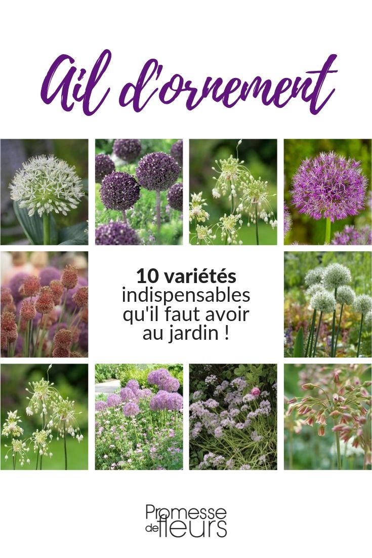alho ornamental: 10 variedades indispensáveis no jardim