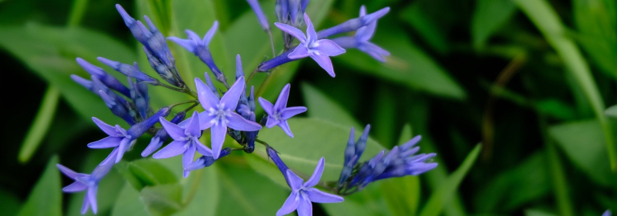 Amsonia, amsónia: plantar, cuidar