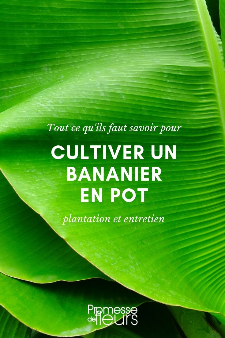 bananeira em vaso : conselhos de cultivo