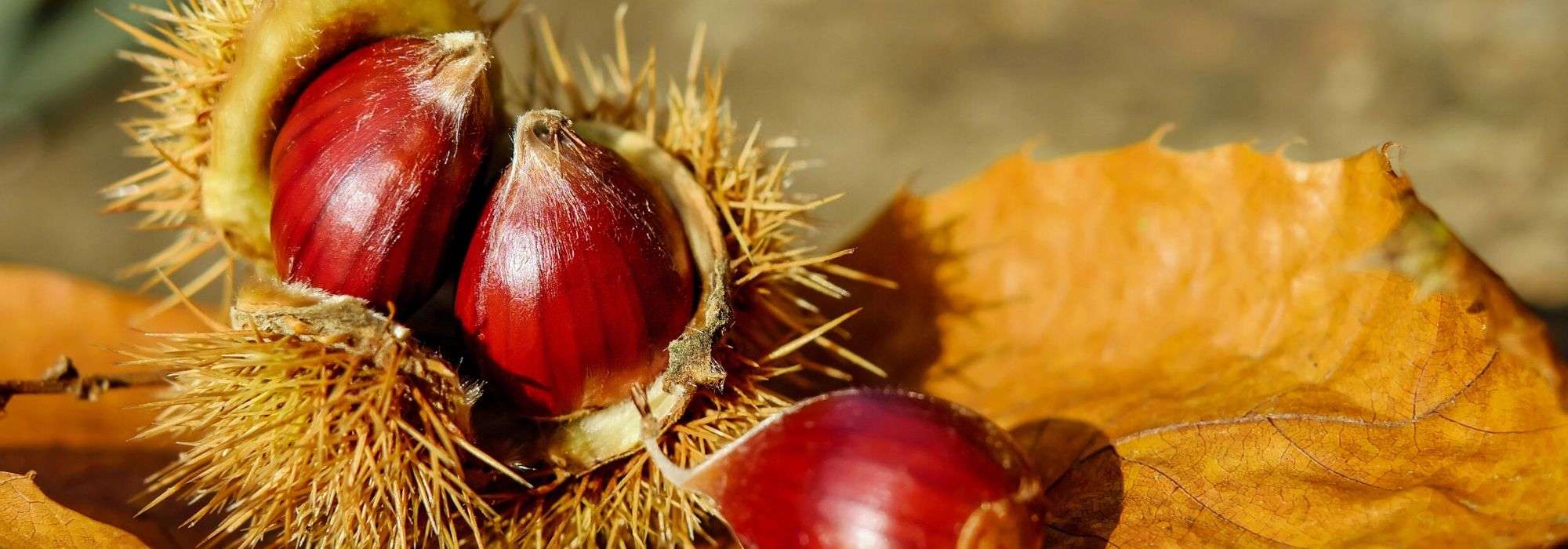 Castanheiro: plantar, podar e cuidar