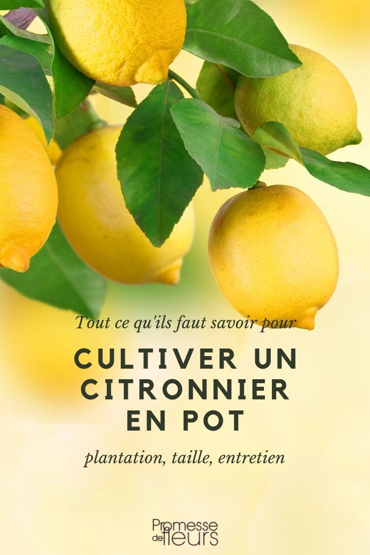 Limoeiro em vaso: cultivo e manutenção