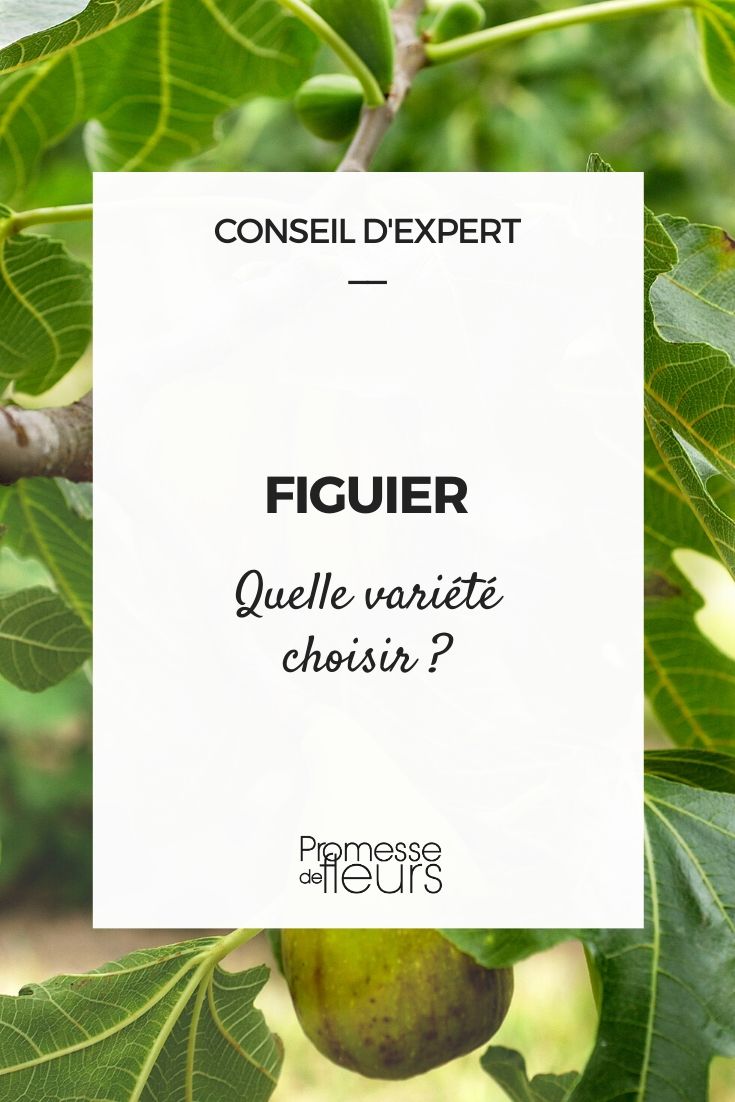 ficus carica, bem escolher a sua figueira