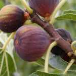 Figueira, Ficus carica: plantar, podar e tratar