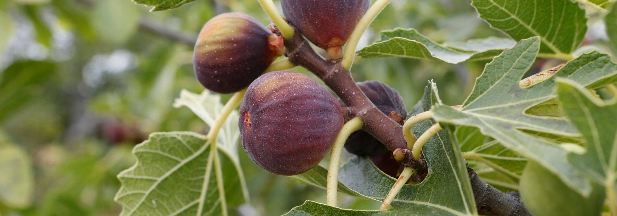 Figueira, Ficus carica: plantar, podar e tratar