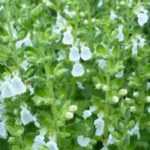 Teucrium, Germândreo: plantar, tratar