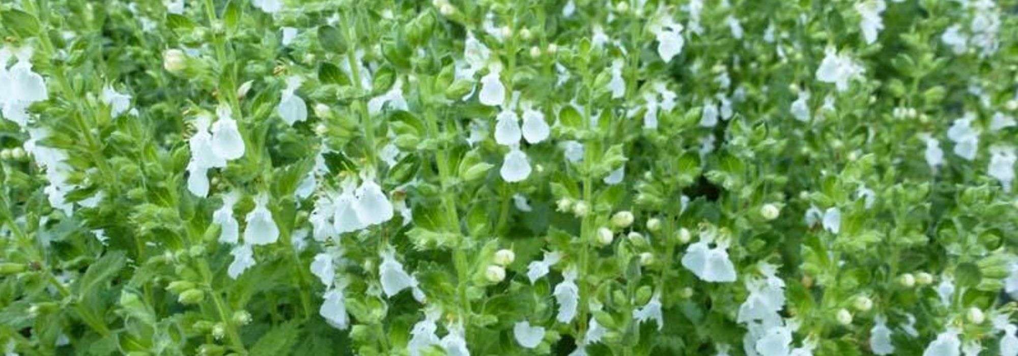 Teucrium, Germândreo: plantar, tratar