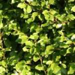 Griselinia: plantar, podar e cuidar