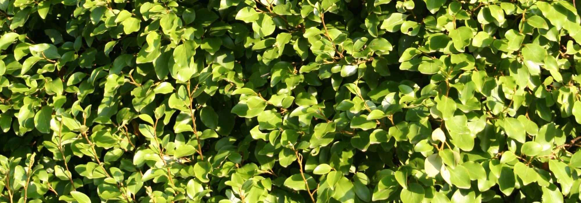 Griselinia: plantar, podar e cuidar