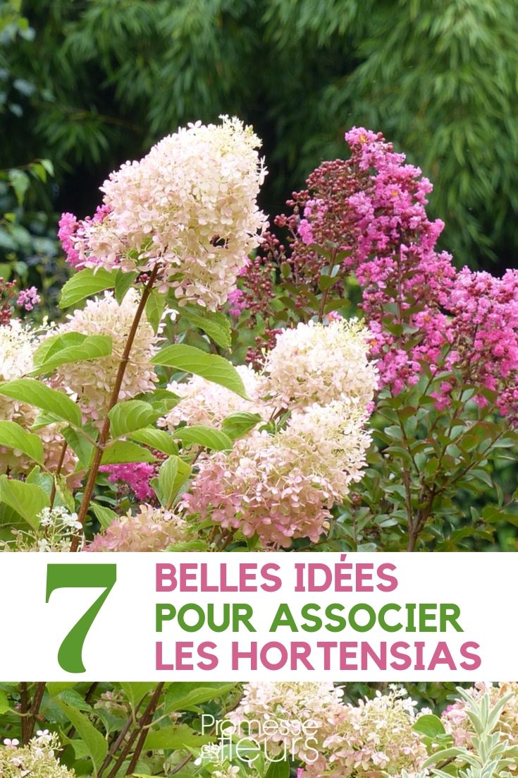 Associar as hortênsias: 7 ideias