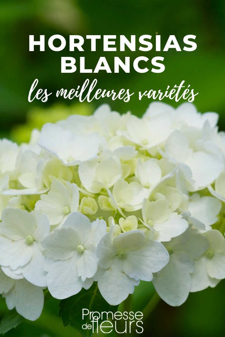 hortênsia branca: as melhores