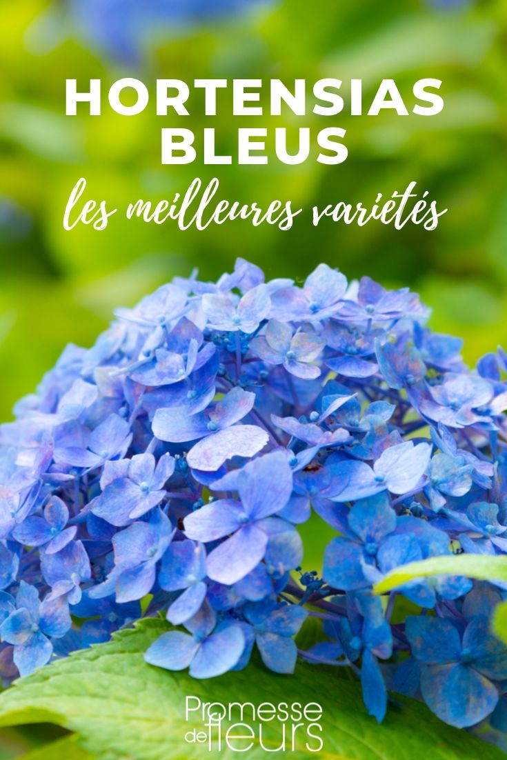 Hortênsias de flores azuis: as melhores