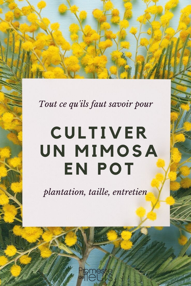 Acácia em vaso: conselhos de cultivo