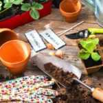 5 formas de obter plantas gratuitamente