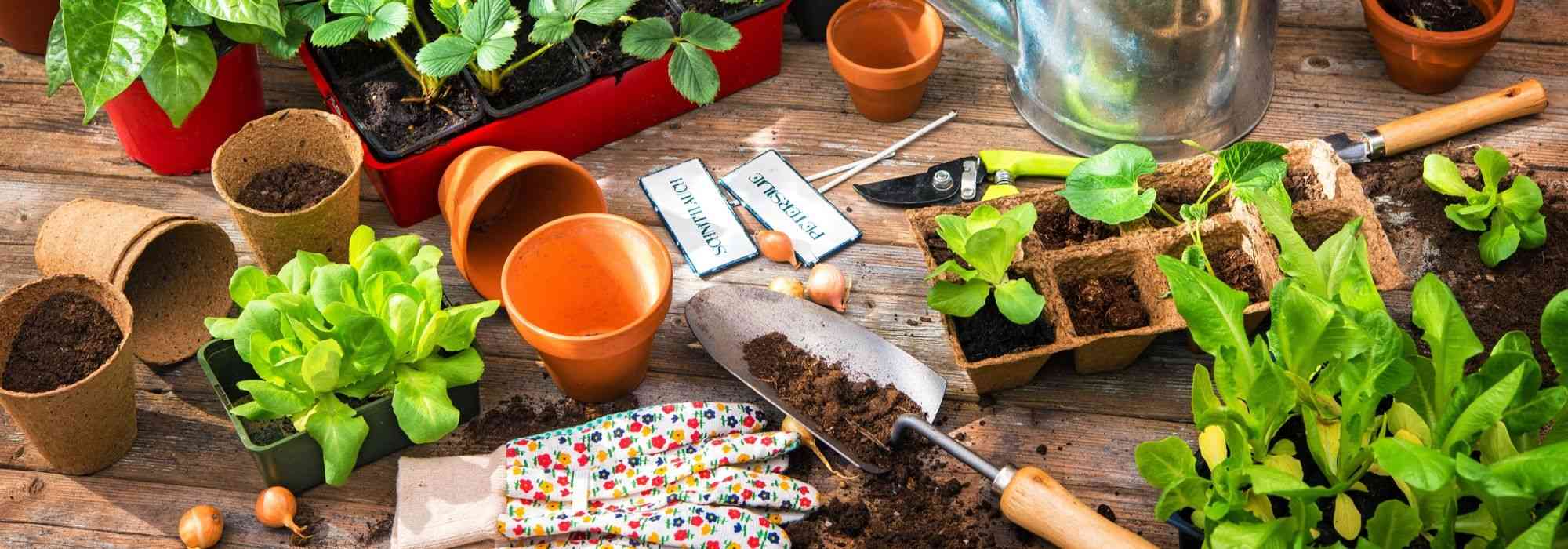 5 formas de obter plantas gratuitamente