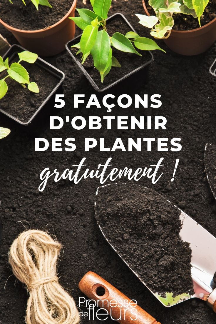 plantas gratuitas: 5 formas de as obter